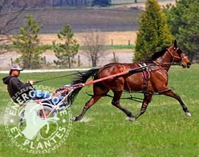 Synergie spéciale entraînement