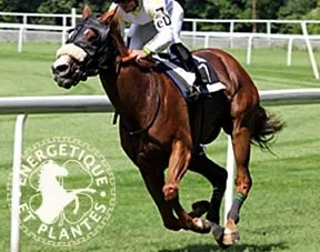 Synergie myosite du cheval