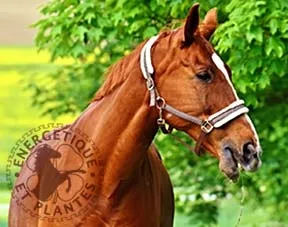 Maladie et syndrome de cushing du cheval