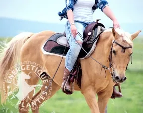 Phyto muscles pour chevaux