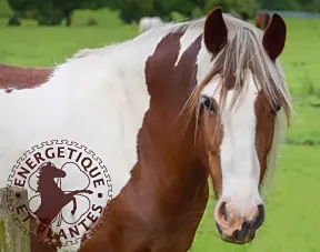 Soin du syndrome métabolique équin, SME