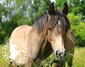 Composé fourbure et SME