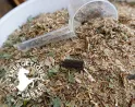 Pour un drainage hépatique et anti toxique du foie de votre cheval