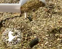 Maladie de Lyme du cheval, maladie de Lyme borréliose des chevaux