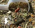 Synergie de plantes médicinales pour entretien de votre cheval âgé