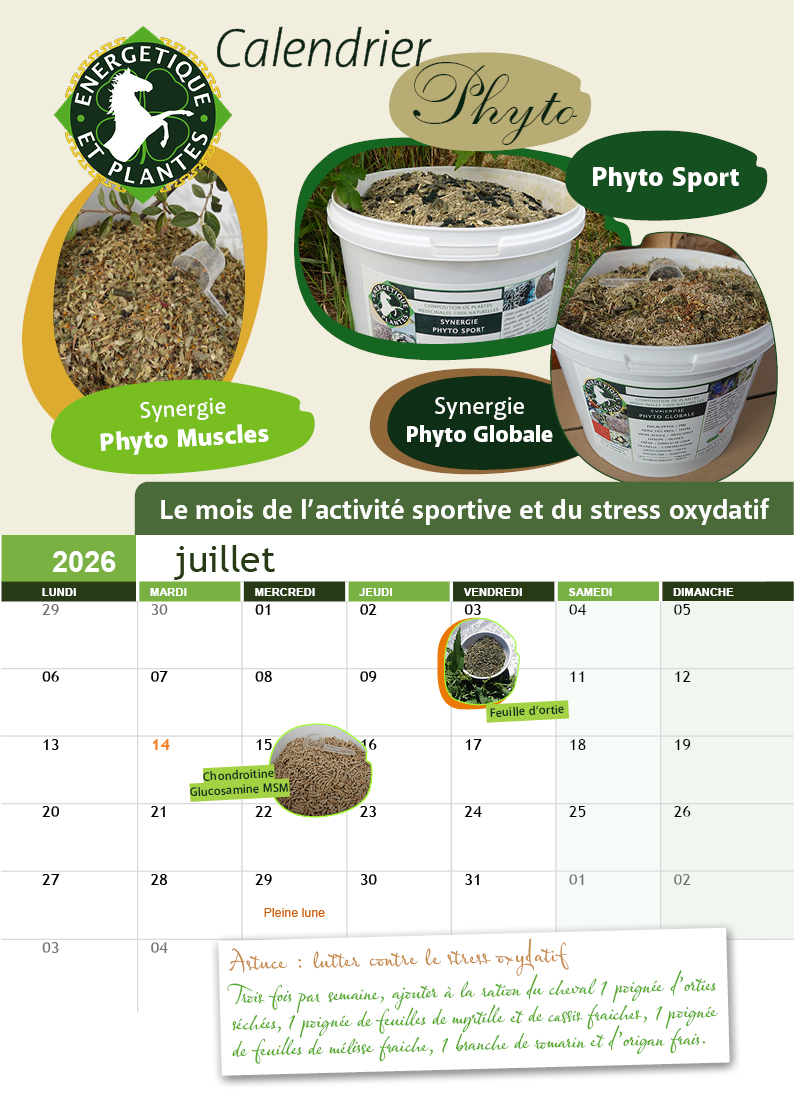calendrier juillet 2026