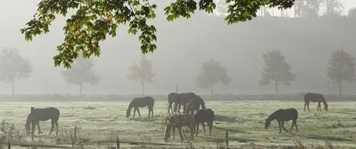 Cure d'automne du cheval