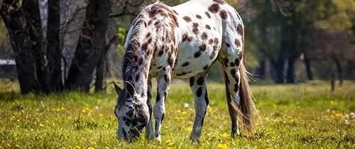 Fourbure cheval et poney
