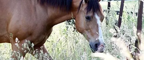 Hypersensibilité des Voies Respiratoires du cheval